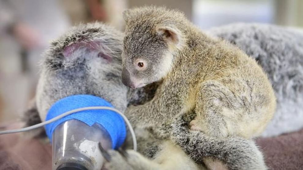 Australia, il piccolo koala abbraccia la mamma operata