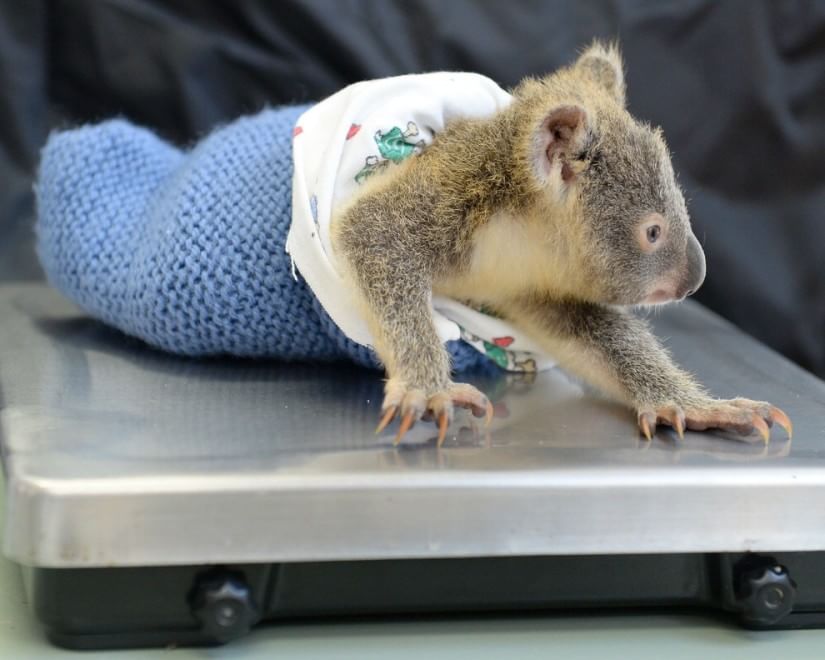 Australia, il piccolo koala abbraccia la mamma operata