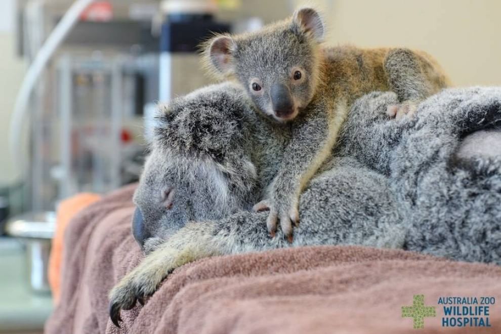 Australia, il piccolo koala abbraccia la mamma operata