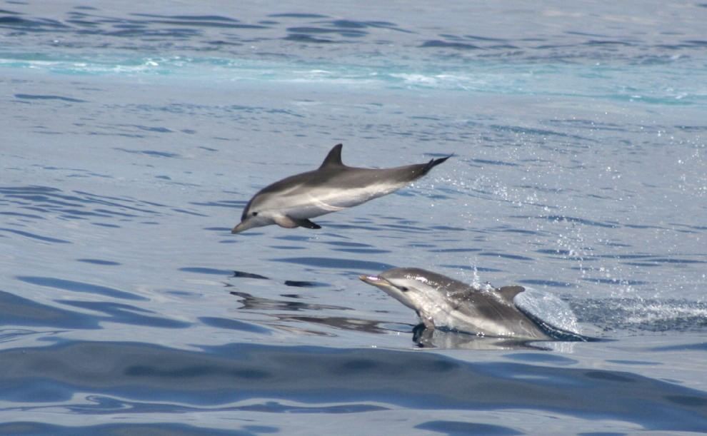 WWF, quanta vita nel Santuario Pelagos del Mediterraneo