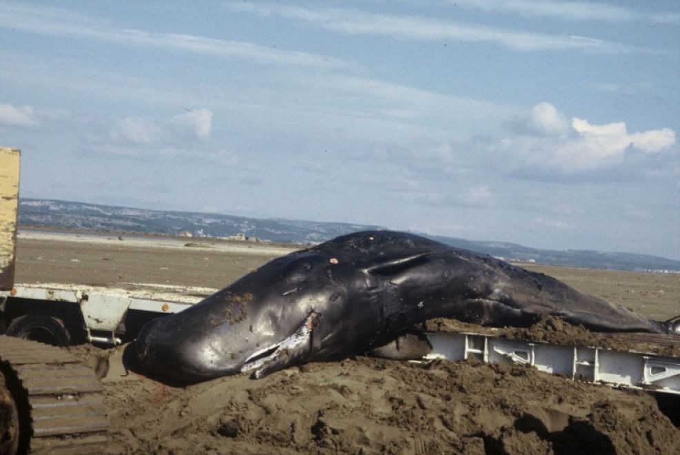 WWF, quanta vita nel Santuario Pelagos del Mediterraneo
