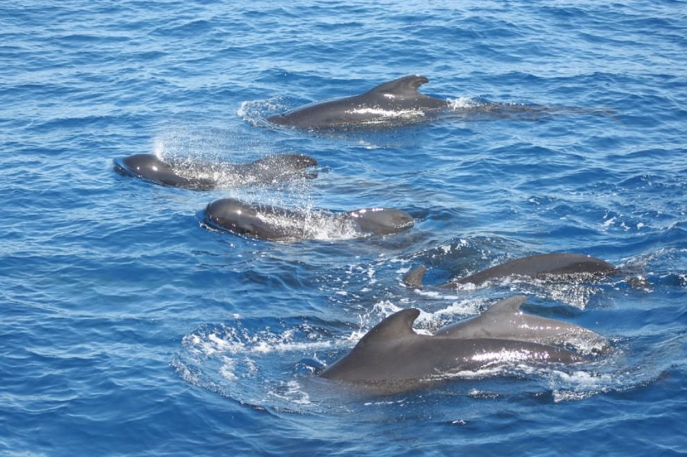 WWF, quanta vita nel Santuario Pelagos del Mediterraneo