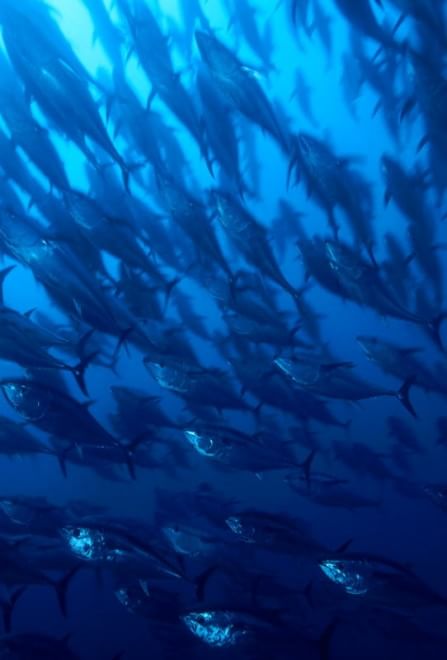 WWF, quanta vita nel Santuario Pelagos del Mediterraneo