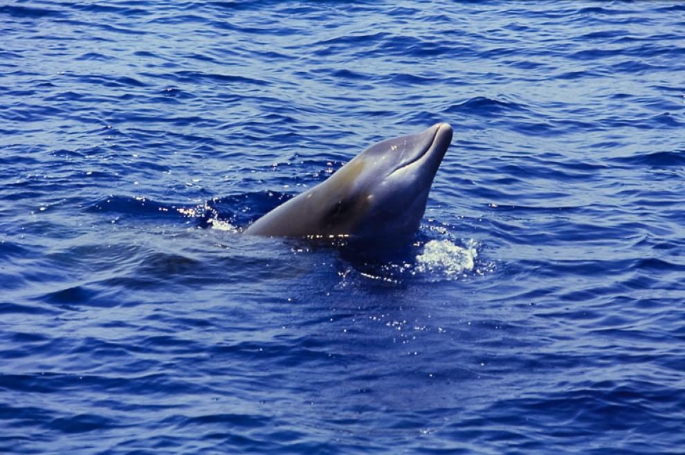 WWF, quanta vita nel Santuario Pelagos del Mediterraneo