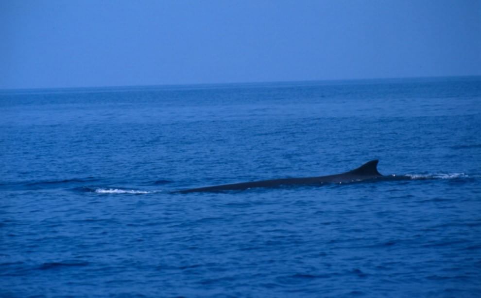 WWF, quanta vita nel Santuario Pelagos del Mediterraneo