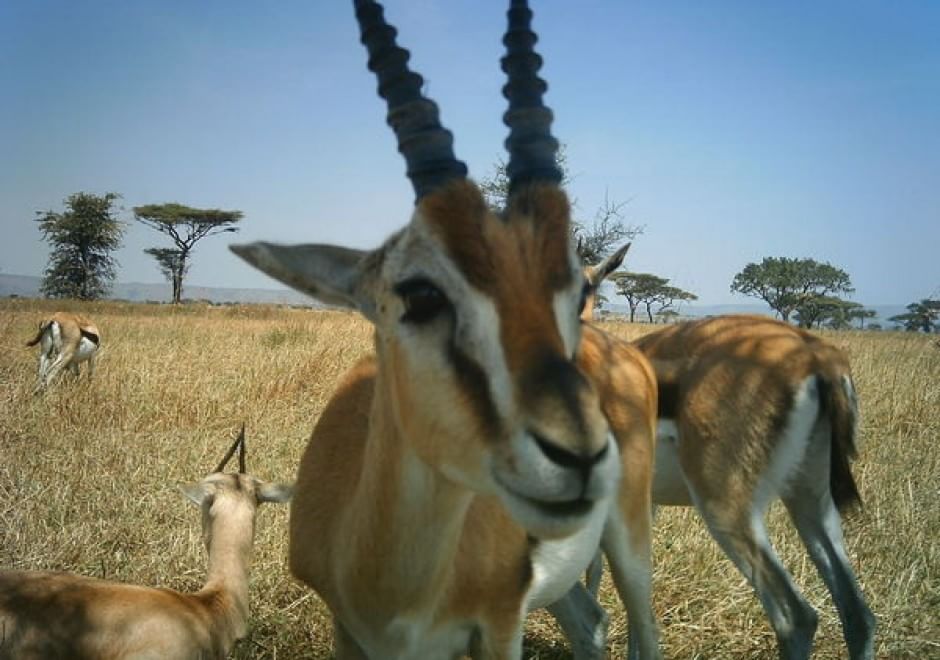Obiettivo sulla savana: i selfie rubati degli animali