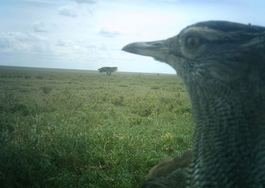 Obiettivo sulla savana: i selfie rubati degli animali