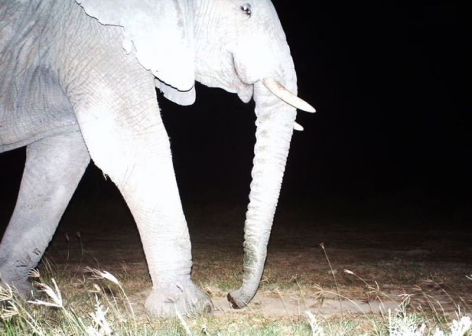 Obiettivo sulla savana: i selfie rubati degli animali