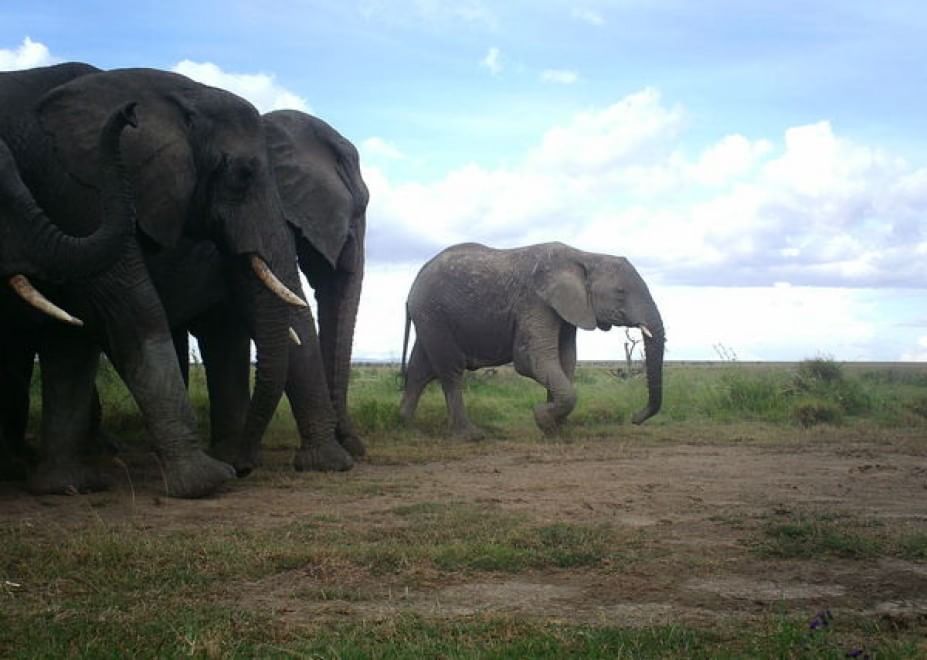 Obiettivo sulla savana: i selfie rubati degli animali