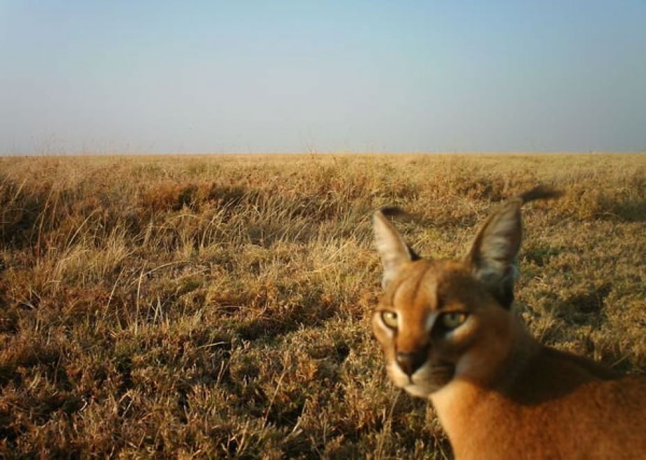 Obiettivo sulla savana: i selfie rubati degli animali