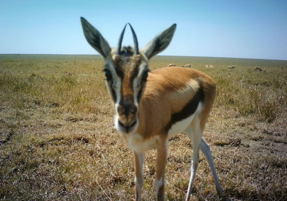 Obiettivo sulla savana: i selfie rubati degli animali