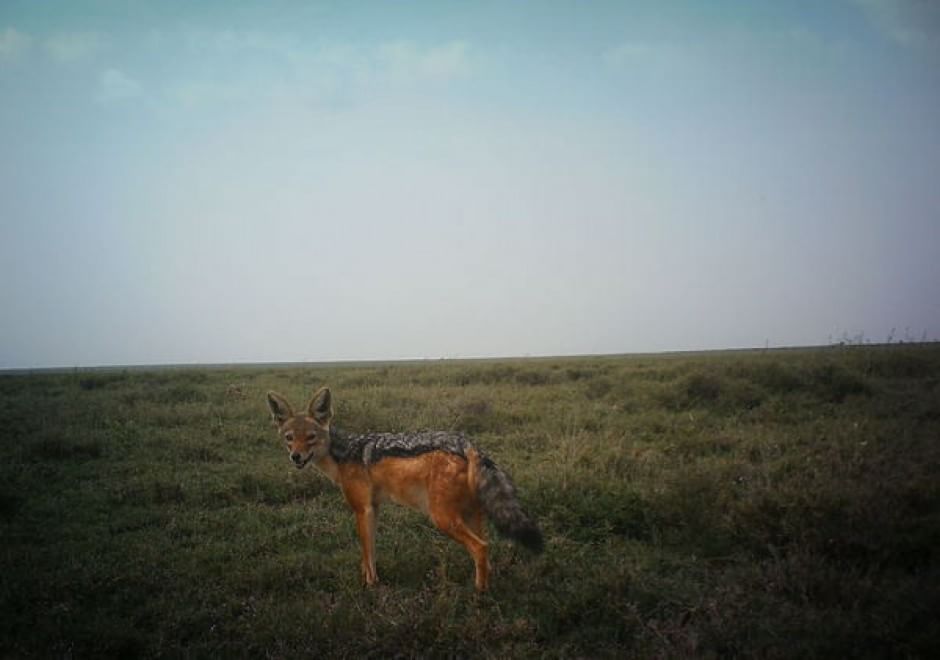 Obiettivo sulla savana: i selfie rubati degli animali
