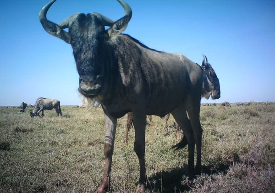 Obiettivo sulla savana: i selfie rubati degli animali