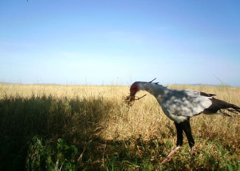 Obiettivo sulla savana: i selfie rubati degli animali