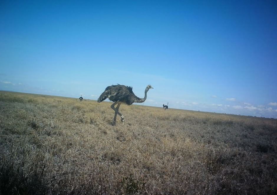 Obiettivo sulla savana: i selfie rubati degli animali