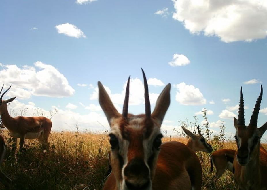 Obiettivo sulla savana: i selfie rubati degli animali