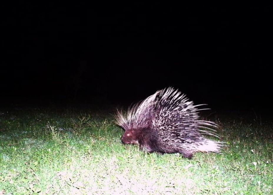 Obiettivo sulla savana: i selfie rubati degli animali