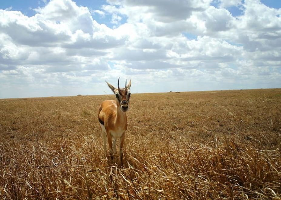 Obiettivo sulla savana: i selfie rubati degli animali