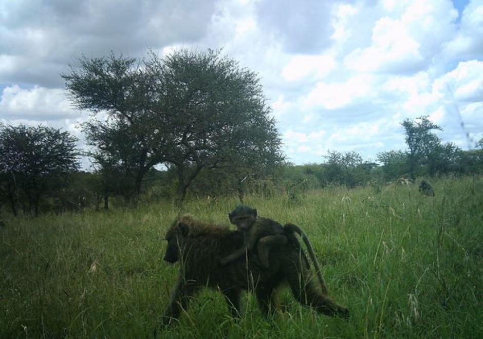Obiettivo sulla savana: i selfie rubati degli animali