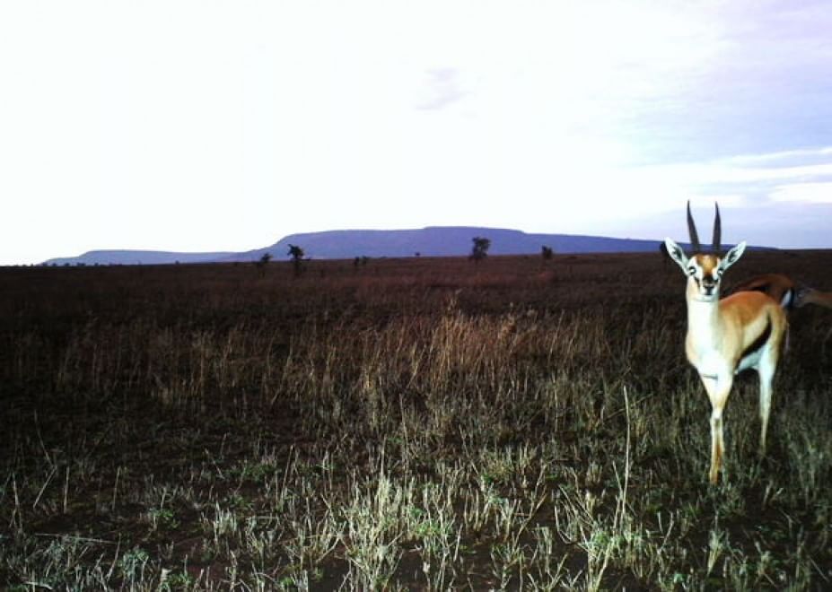 Obiettivo sulla savana: i selfie rubati degli animali