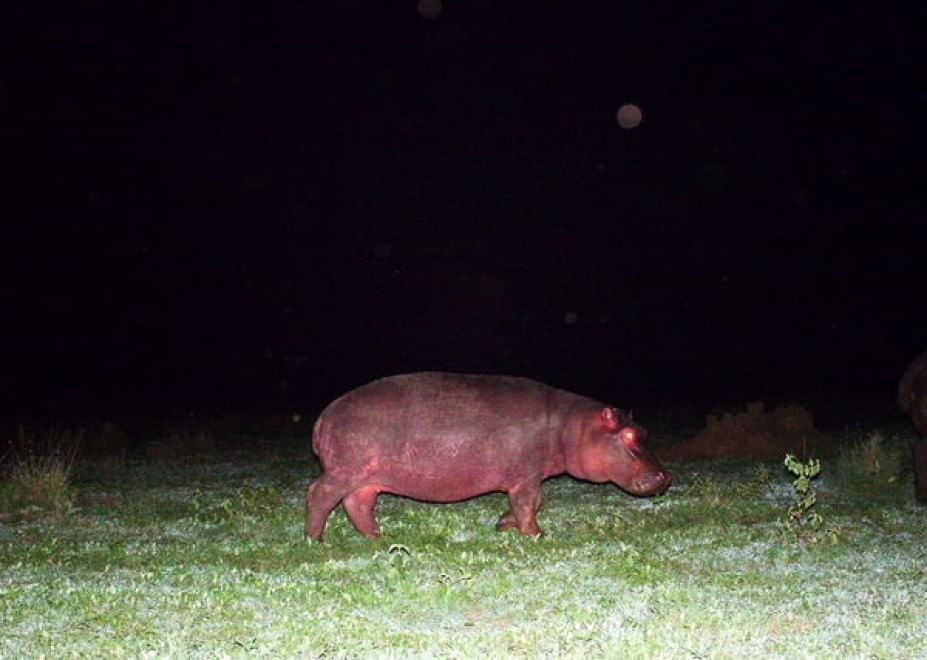 Obiettivo sulla savana: i selfie rubati degli animali