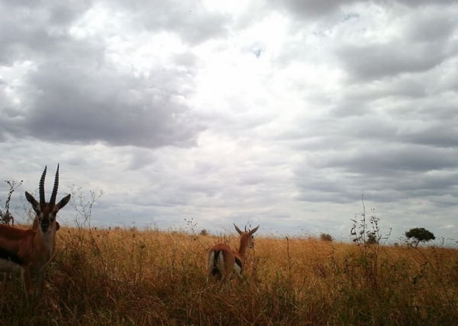 Obiettivo sulla savana: i selfie rubati degli animali