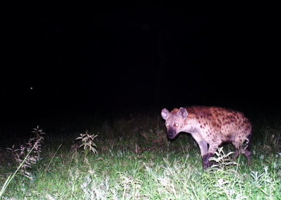 Obiettivo sulla savana: i selfie rubati degli animali