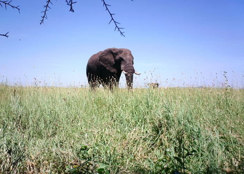 Obiettivo sulla savana: i selfie rubati degli animali