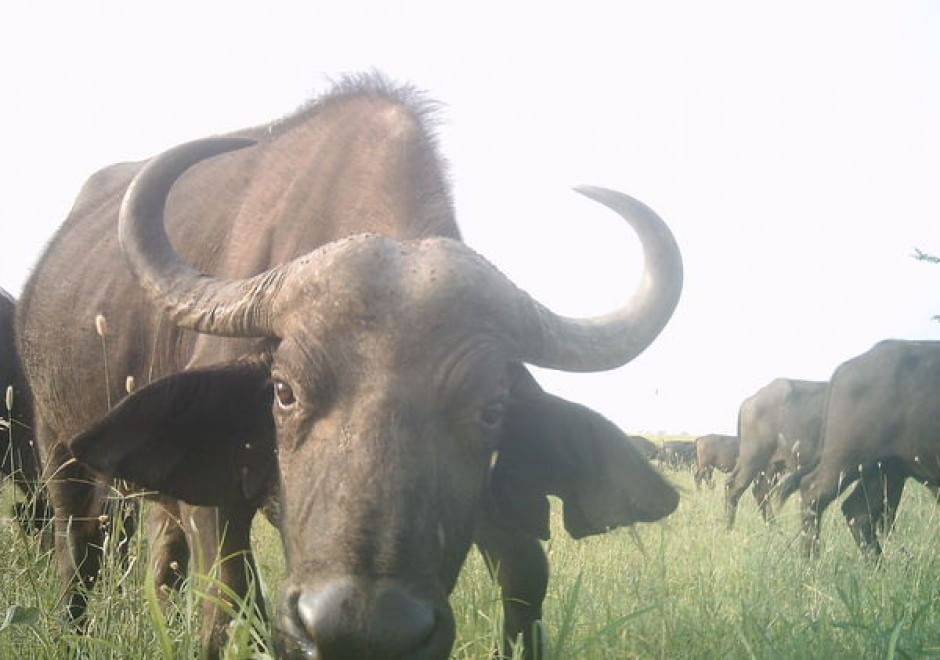 Obiettivo sulla savana: i selfie rubati degli animali