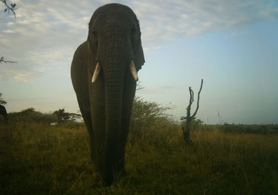 Obiettivo sulla savana: i selfie rubati degli animali