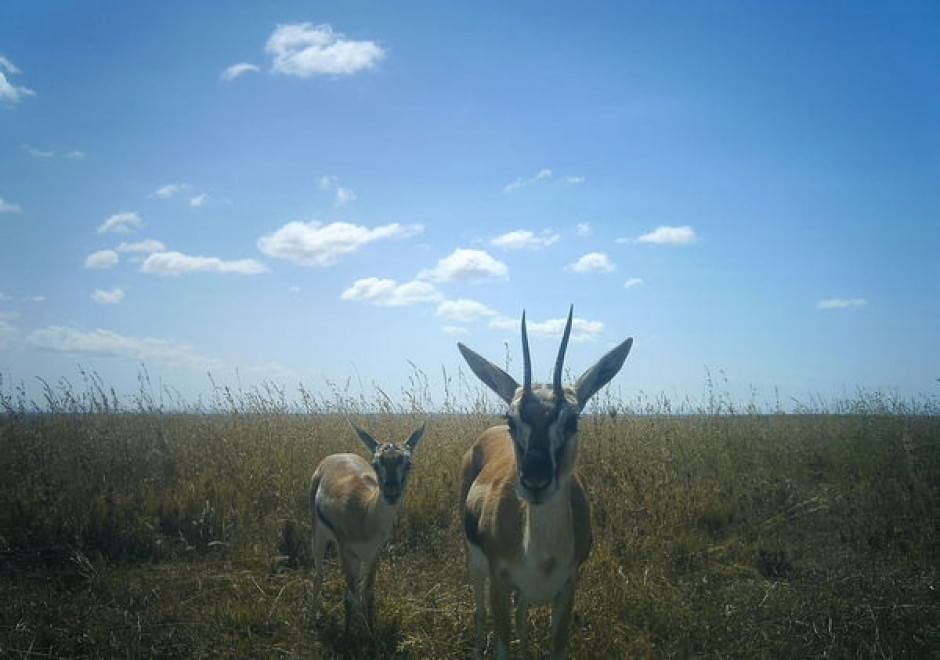 Obiettivo sulla savana: i selfie rubati degli animali