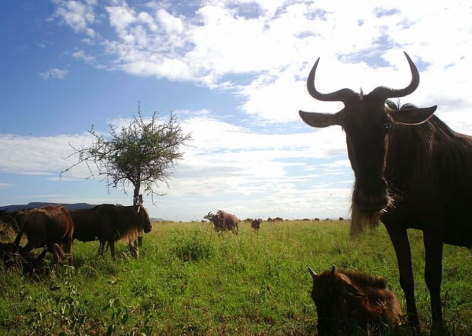 Obiettivo sulla savana: i selfie rubati degli animali