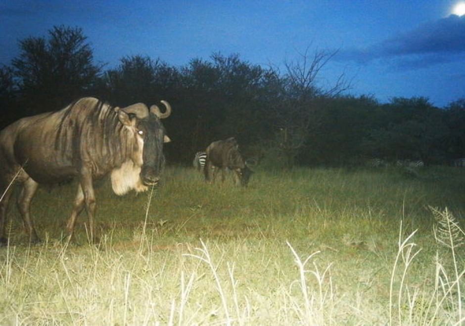 Obiettivo sulla savana: i selfie rubati degli animali