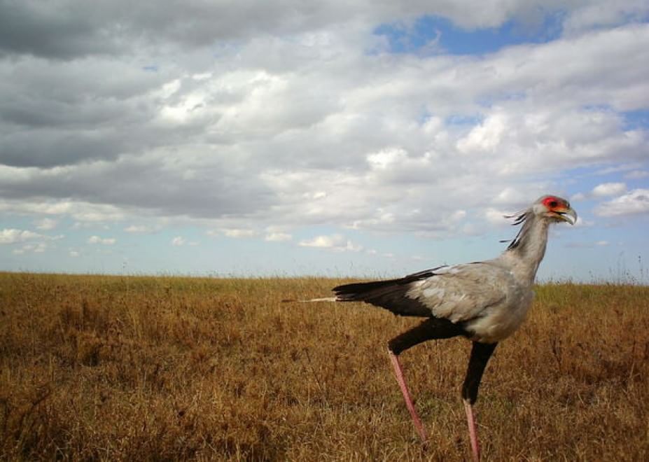 Obiettivo sulla savana: i selfie rubati degli animali
