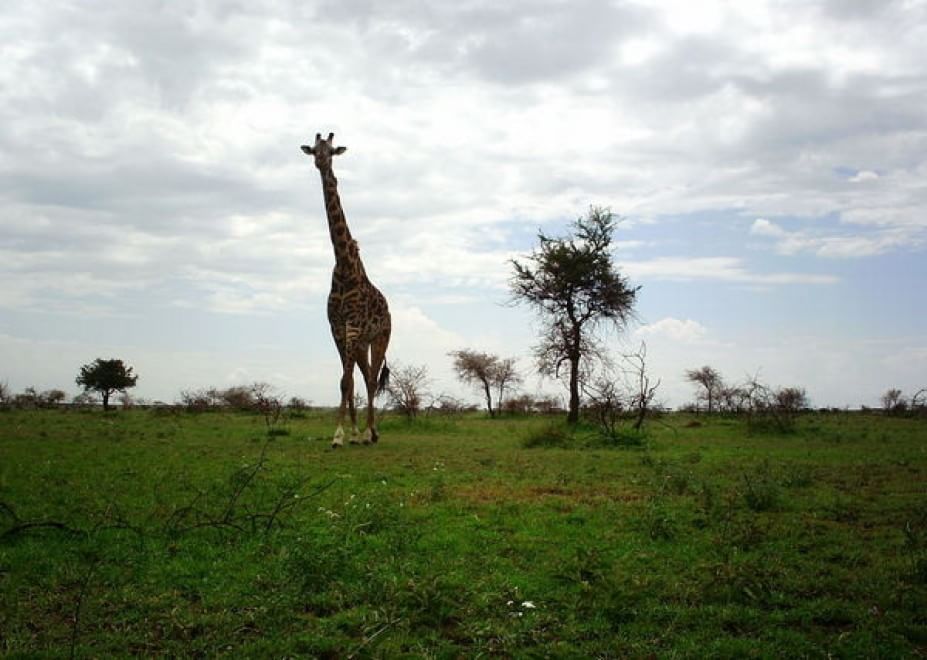 Obiettivo sulla savana: i selfie rubati degli animali