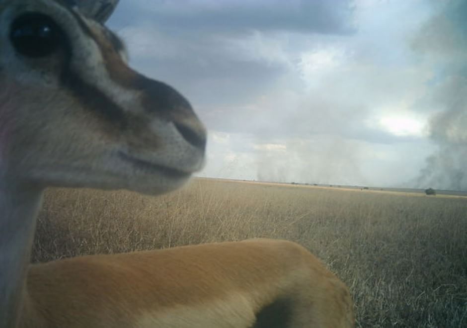 Obiettivo sulla savana: i selfie rubati degli animali