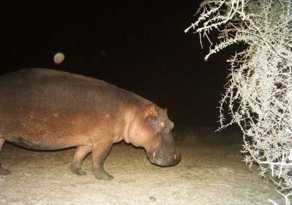 Obiettivo sulla savana: i selfie rubati degli animali