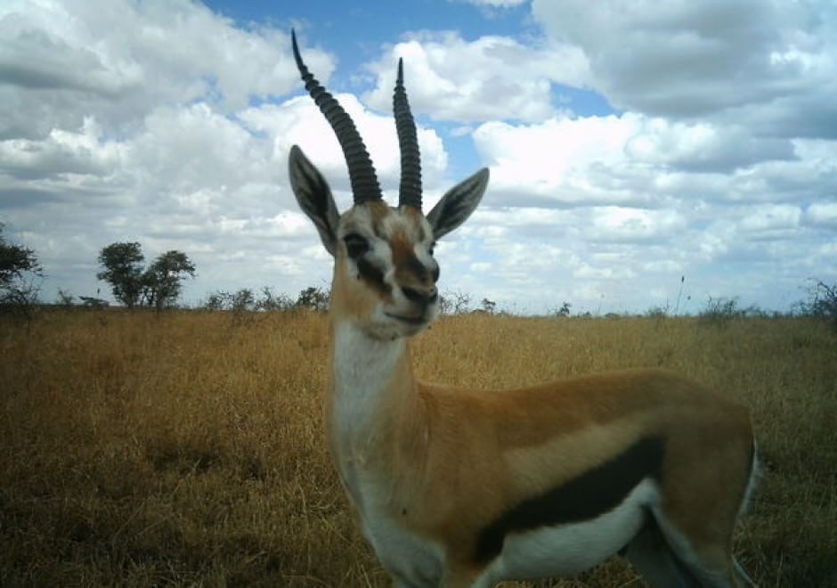 Obiettivo sulla savana: i selfie rubati degli animali