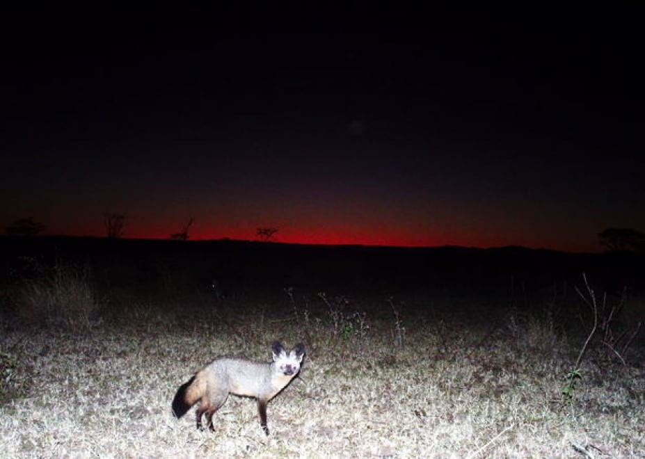 Obiettivo sulla savana: i selfie rubati degli animali