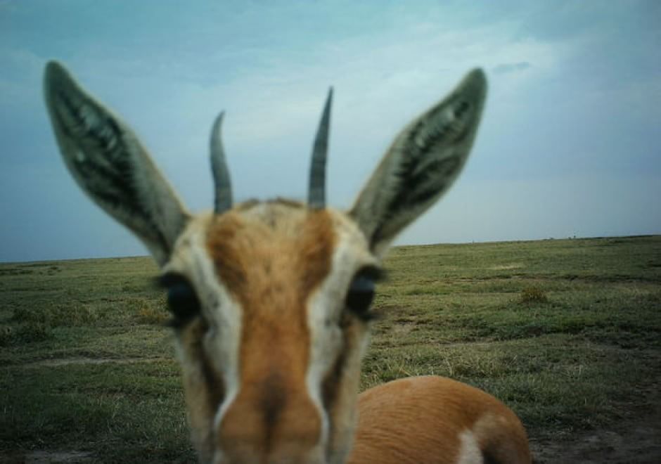 Obiettivo sulla savana: i selfie rubati degli animali