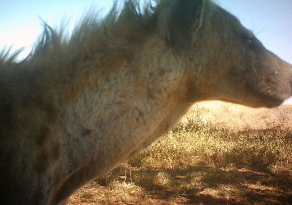 Obiettivo sulla savana: i selfie rubati degli animali