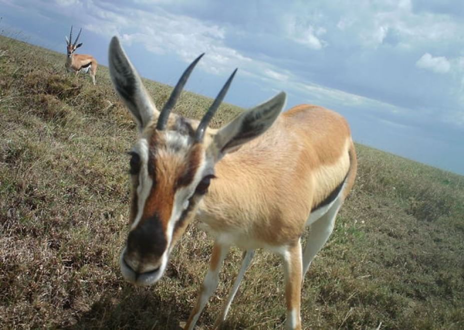 Obiettivo sulla savana: i selfie rubati degli animali