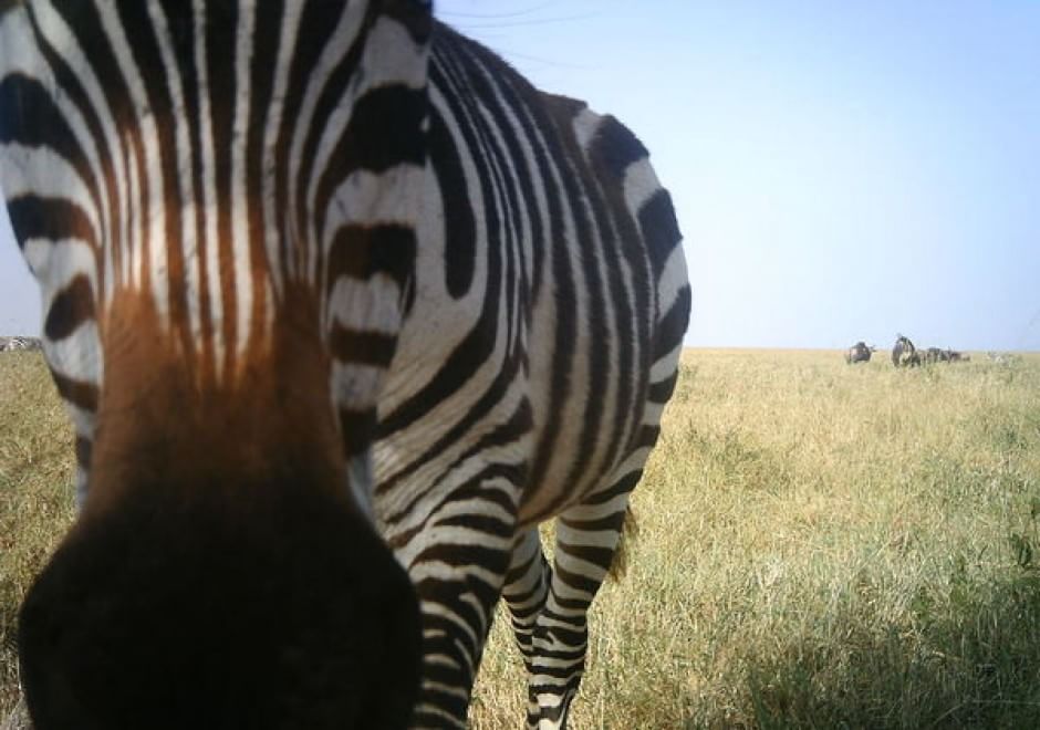 Obiettivo sulla savana: i selfie rubati degli animali