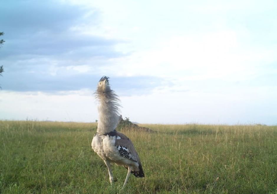 Obiettivo sulla savana: i selfie rubati degli animali
