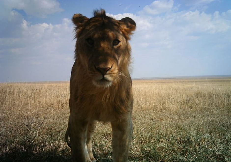 Obiettivo sulla savana: i selfie rubati degli animali