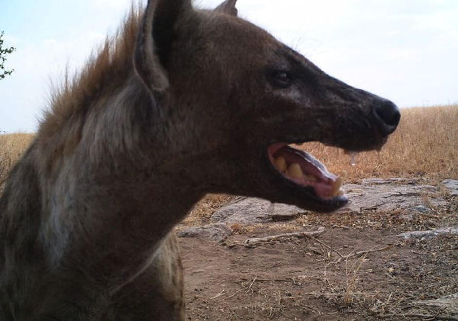 Obiettivo sulla savana: i selfie rubati degli animali