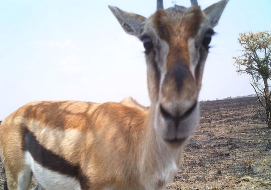 Obiettivo sulla savana: i selfie rubati degli animali
