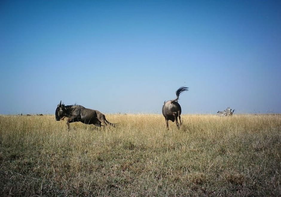 Obiettivo sulla savana: i selfie rubati degli animali