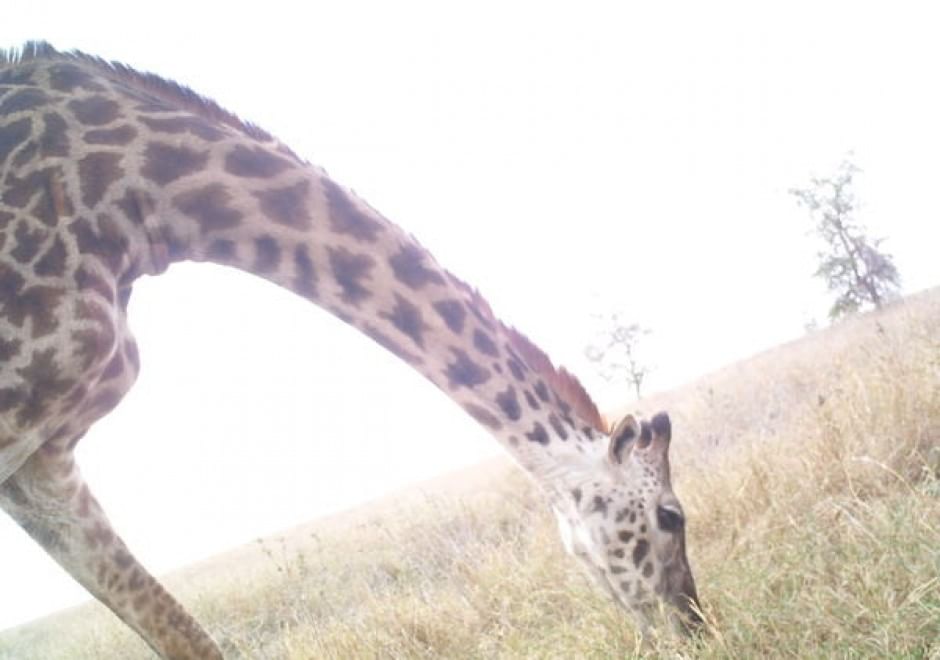 Obiettivo sulla savana: i selfie rubati degli animali