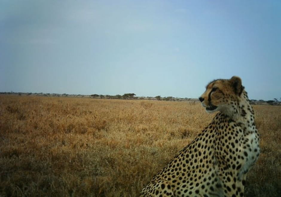 Obiettivo sulla savana: i selfie rubati degli animali